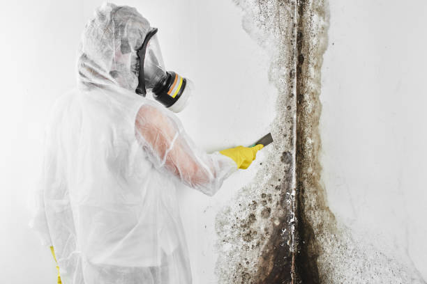 Best Mold Testing  in West Swanzey, NH