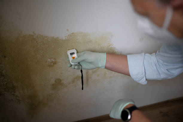 Best Emergency Mold Removal  in West Swanzey, NH