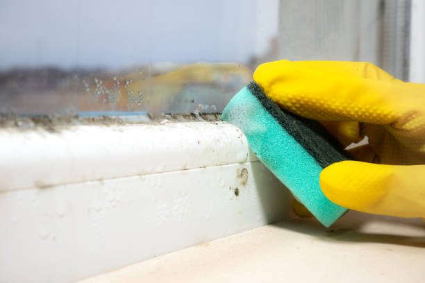 Best Attic Mold Removal  in West Swanzey, NH