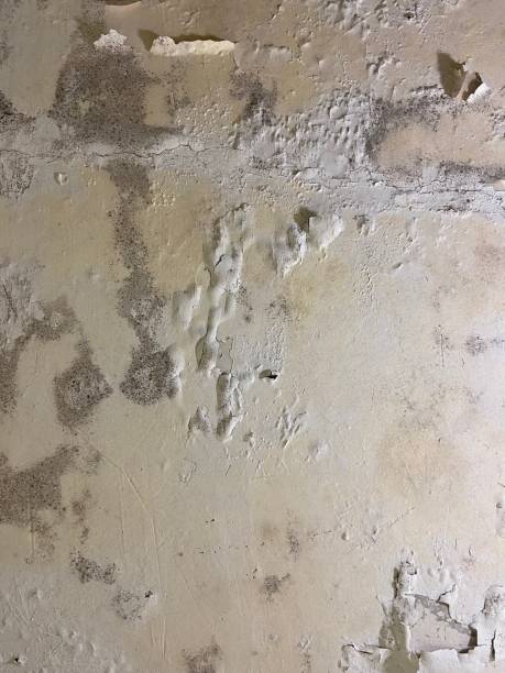 West Swanzey, NH Mold Removal Company