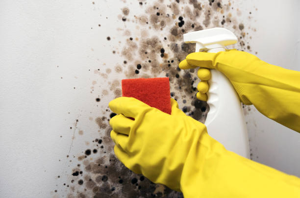 Best Toxic Mold Removal  in West Swanzey, NH