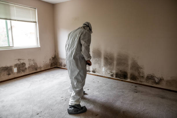 Best Mold Damage Repair  in West Swanzey, NH